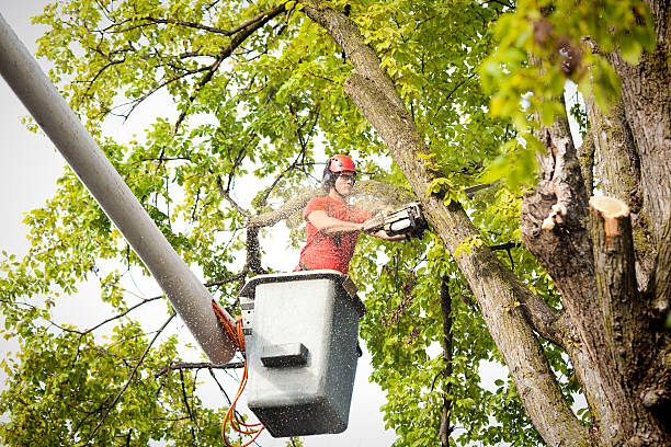 Best Dead Tree Removal  in Coweta, OK